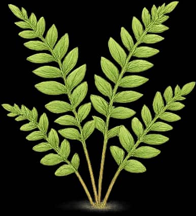 Ferns