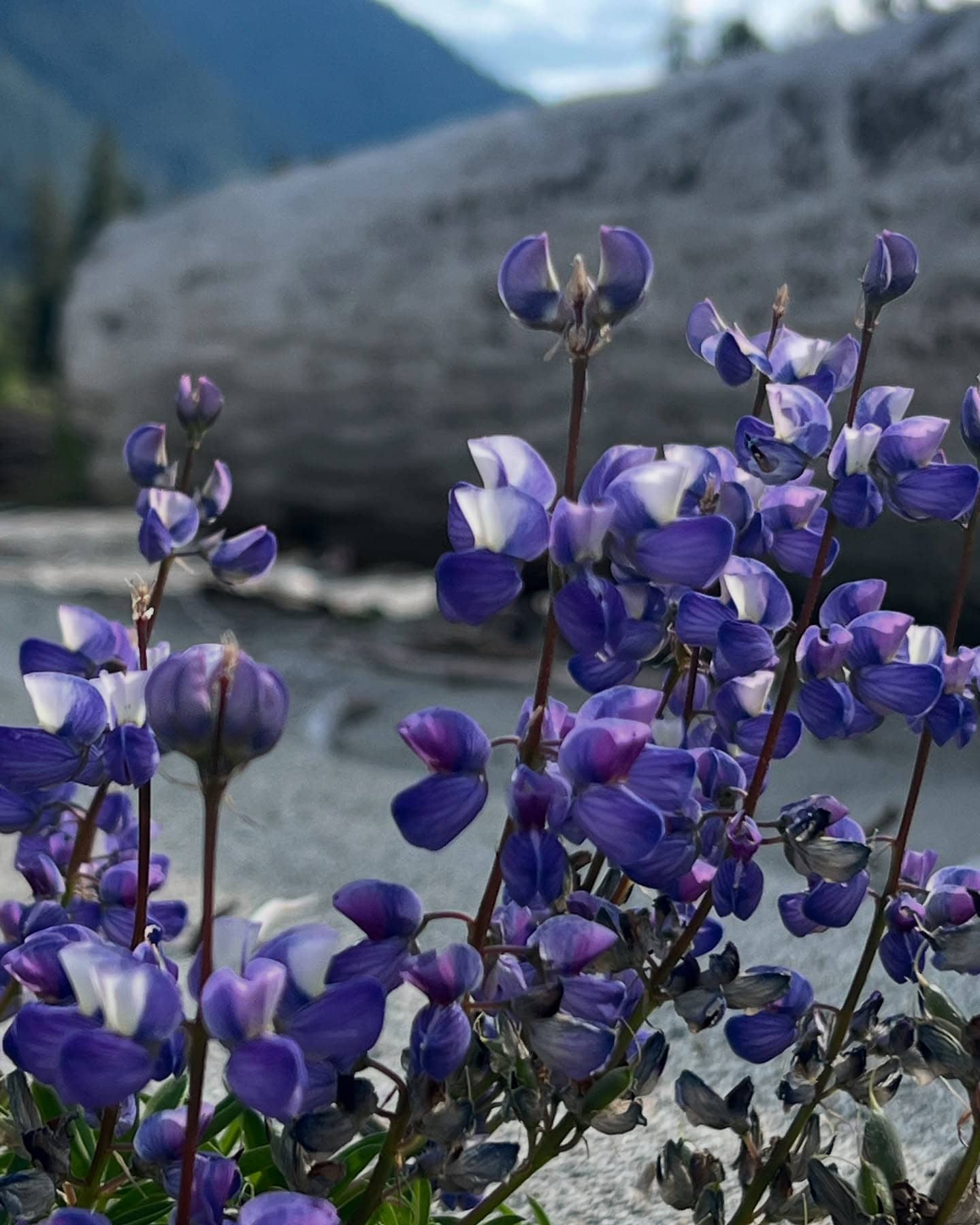 Northwest Natura > Image 3