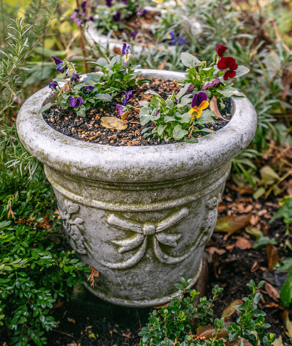 photograph of finished container with violas and bulbs emerging