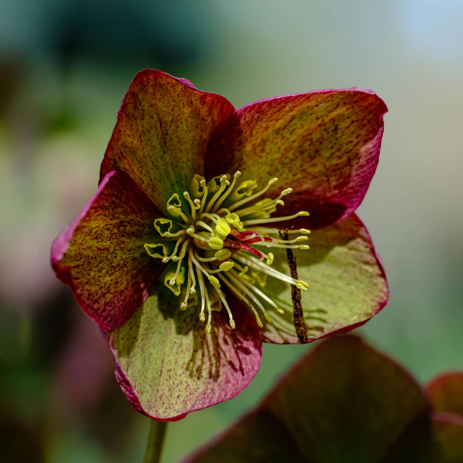 Helleborus orientalis (Lenten Rose) Hybrids