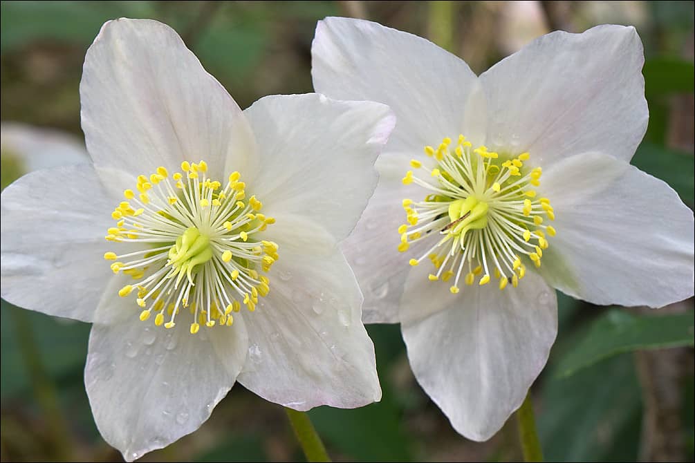 Helleborus niger (Christmas Rose)