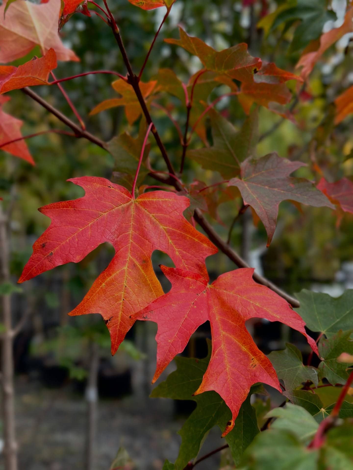 My Garden Nursery Image 4