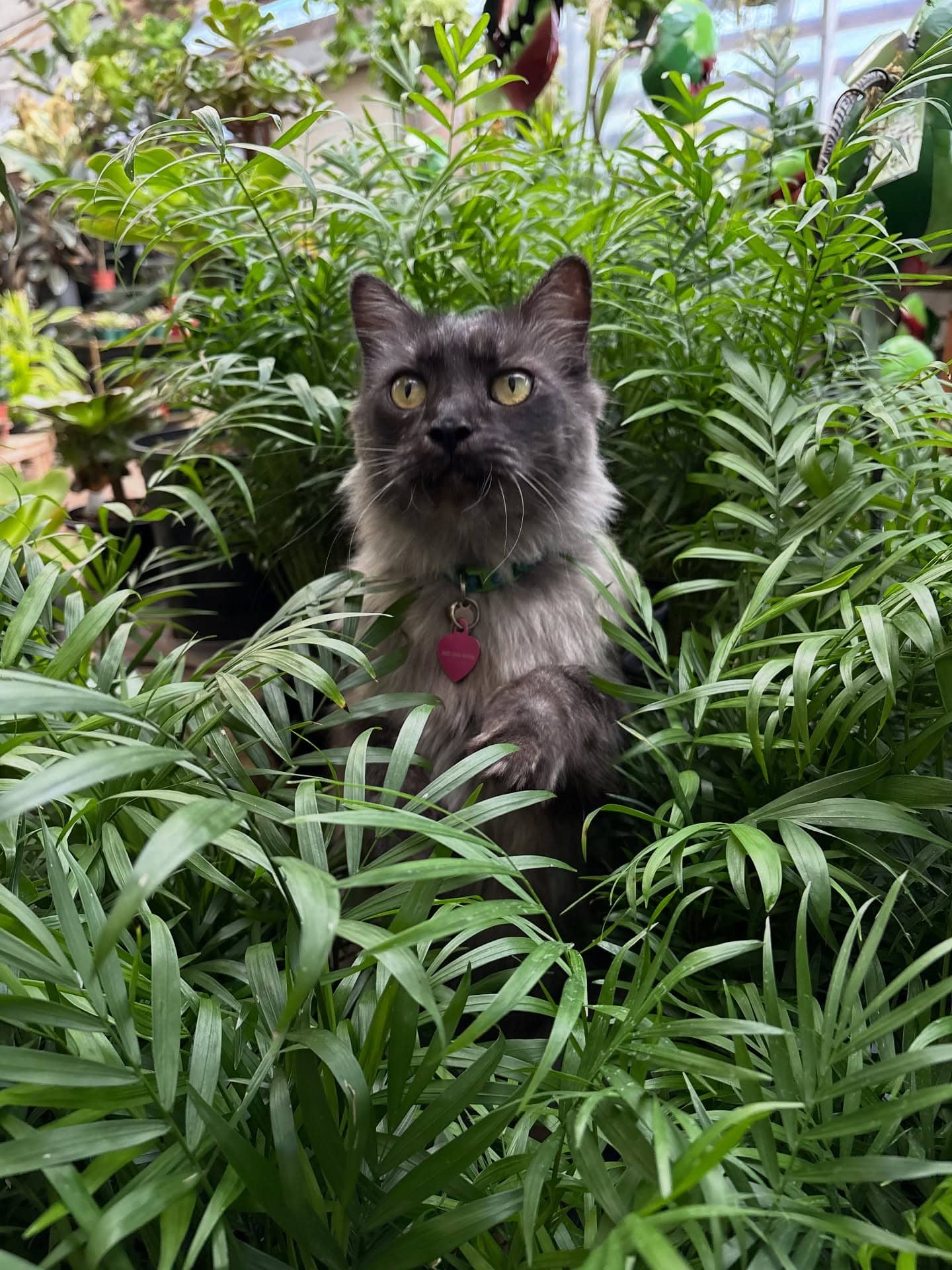 My Garden Nursery Image 1