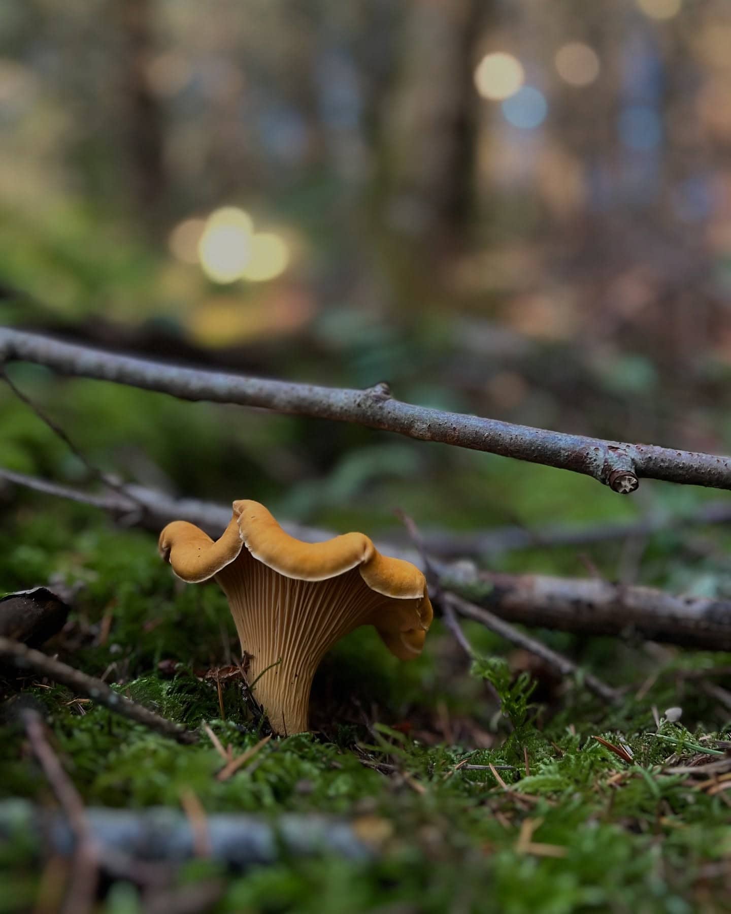 Northwest Natura > Image 4