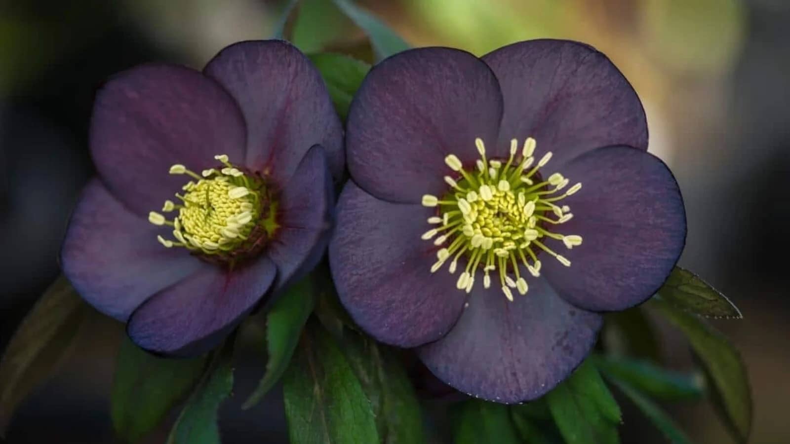 Hybridus Slate or Black Varieties