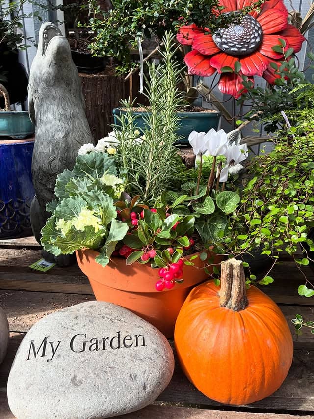 My Garden Nursery Image 3