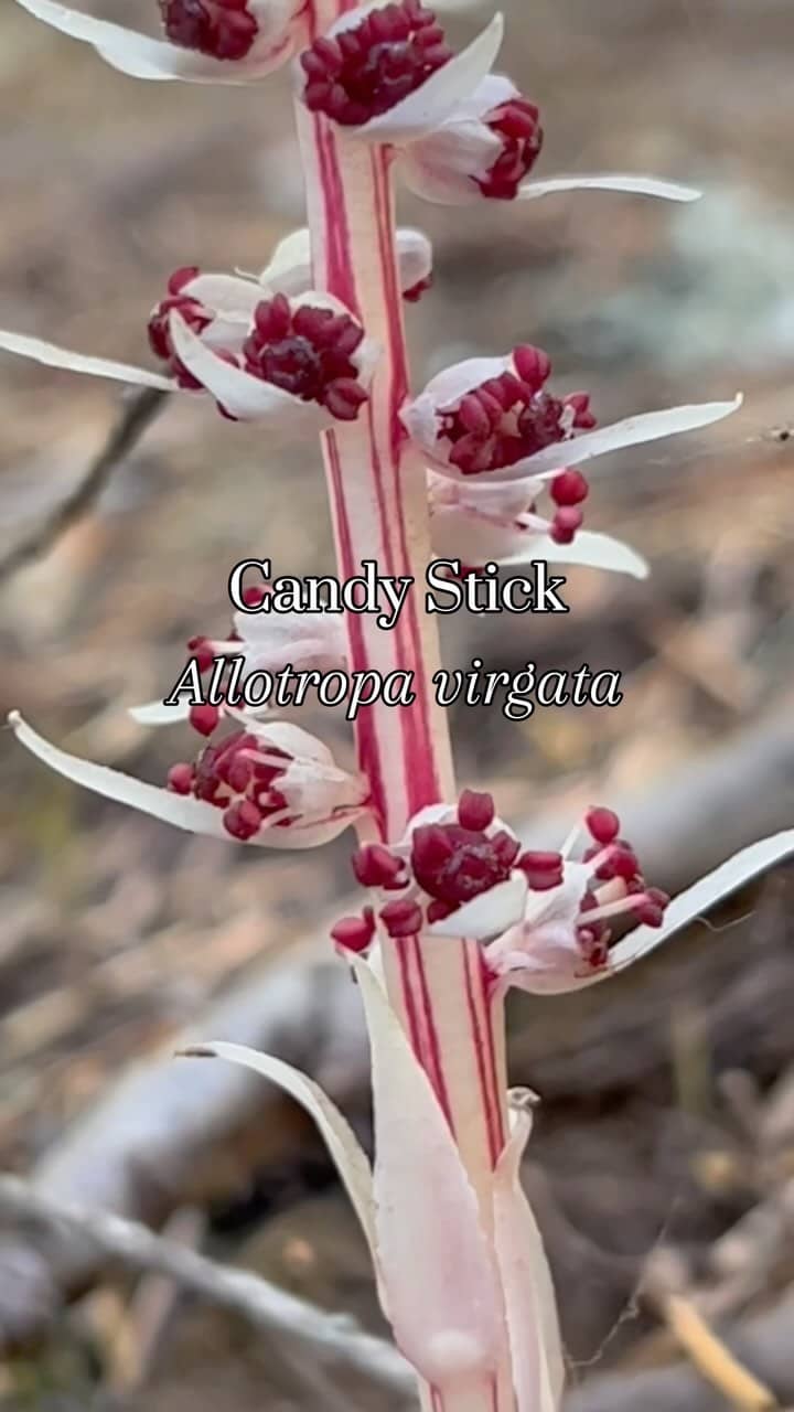 Northwest Natura > Image 1