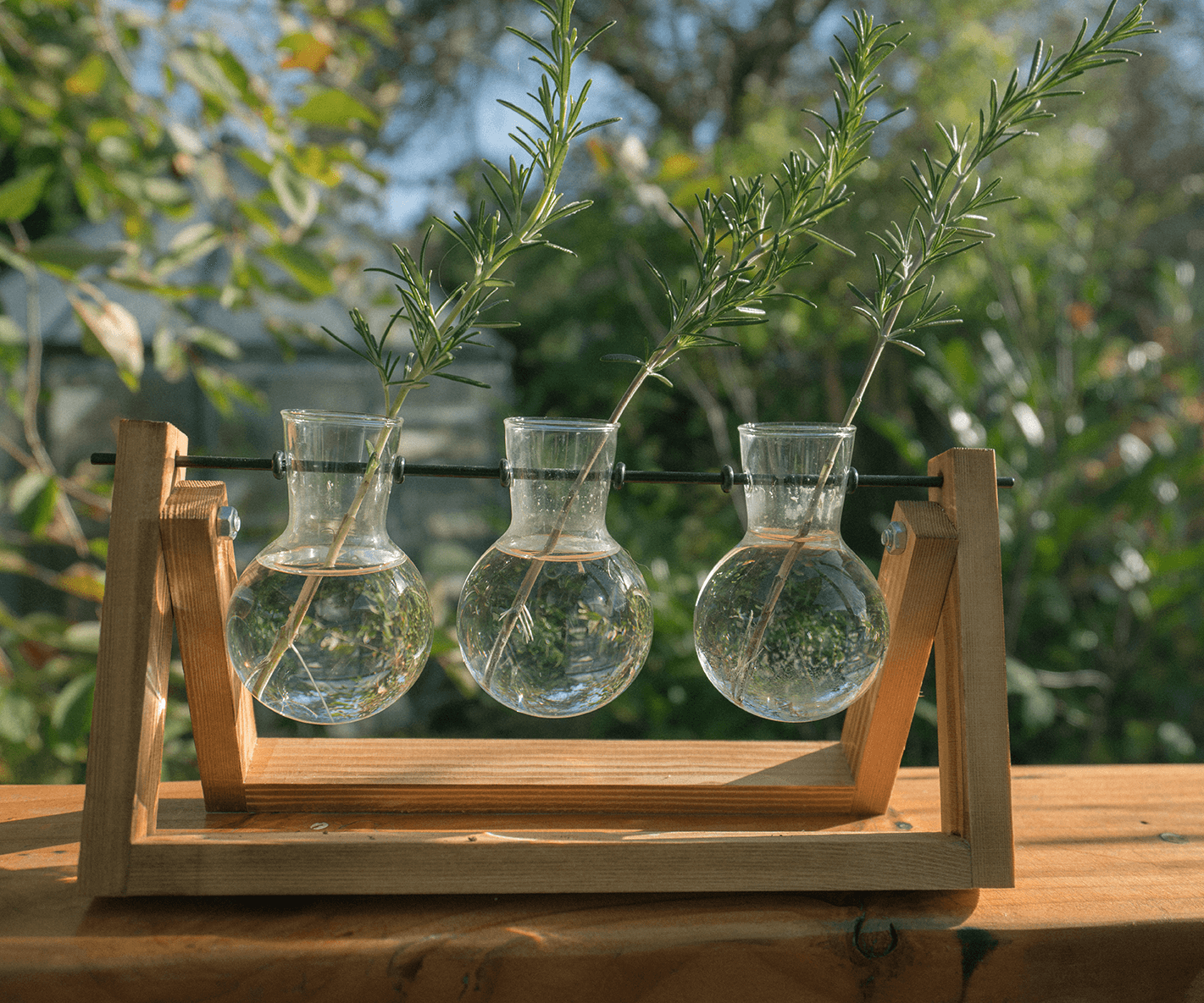 Rosemary propagation in water — cuttings with leaves and visible roots growing in a clear glass jar near sunlight.